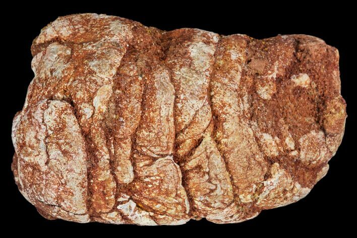 Cretaceous Fish Coprolite - Kem Kem Beds, Morocco #110148